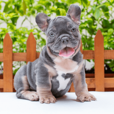 home-dinastia-del-cachorro-bulldog-frances-medellin-colombia-criadero-02