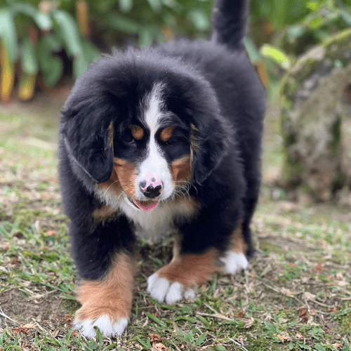 img-dinastia-cachorros-razas-de-perros-bernes-de-la-montana-medellin-002