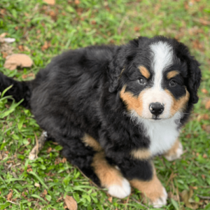 img-dinastia-cachorros-razas-de-perros-bernes-de-la-montana-medellin-03