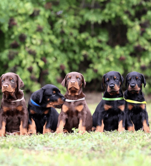 Doberman Medellin