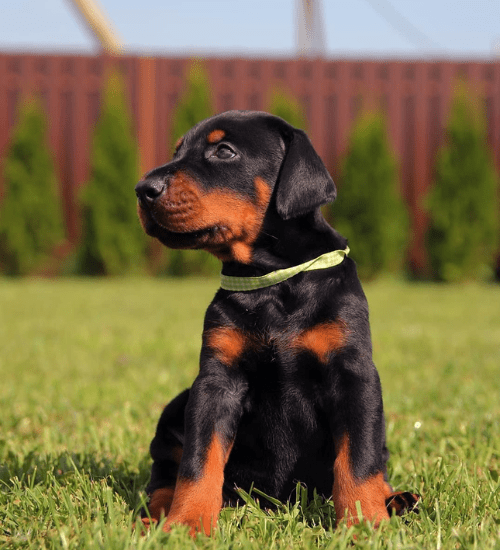 Doberman Medellin