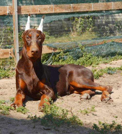 Doberman Medellin