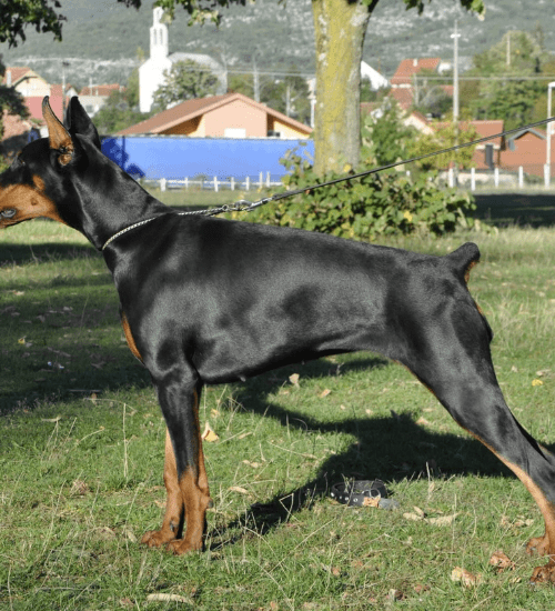 Doberman Medellin