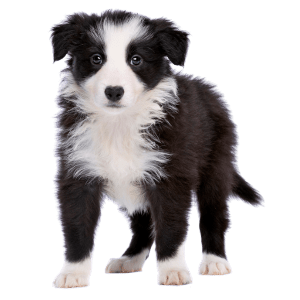 Border collie medellin