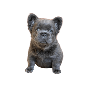 Bulldog frances fluffy