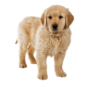 cocker spaniel medellin