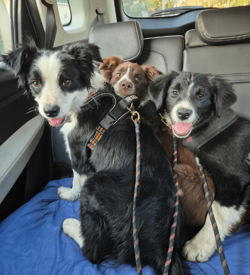 border collie medellin