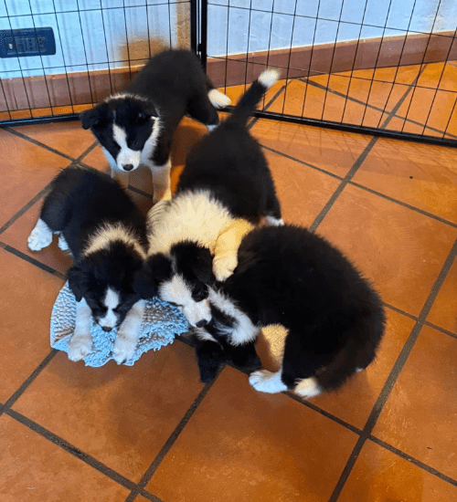 border collie medellin