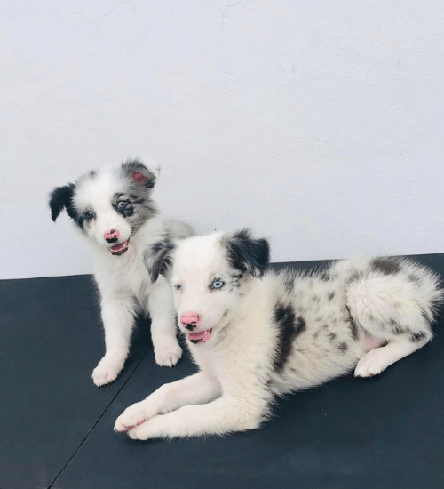 border collie medellin