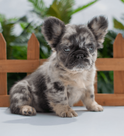 bulldog frances fluffy