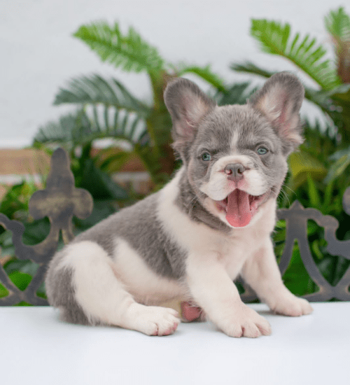 bulldog frances fluffy