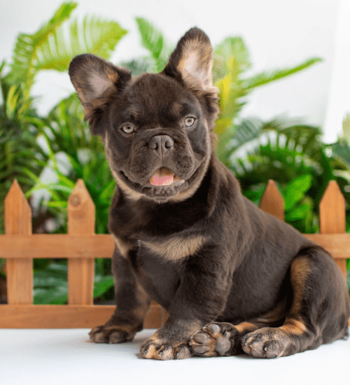 bulldog frances fluffy