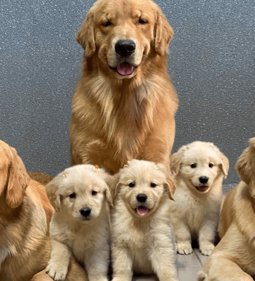 golden retriever medellin