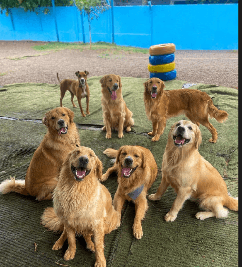 golden retriever medellin
