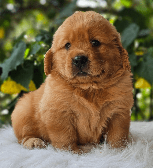 golden retriever medellin