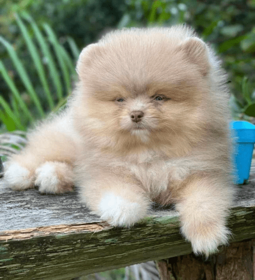 Pomerania Medellin