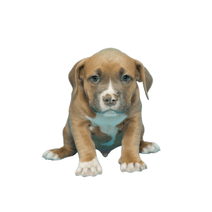 american bully medellin