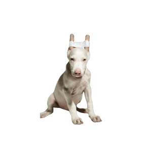 Doberman Albino Medellin