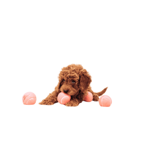 golden doodle medellin