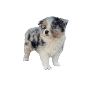 pastor ovejero australiano medellin