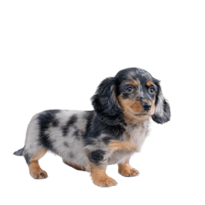 teckel salchicha pelo largo