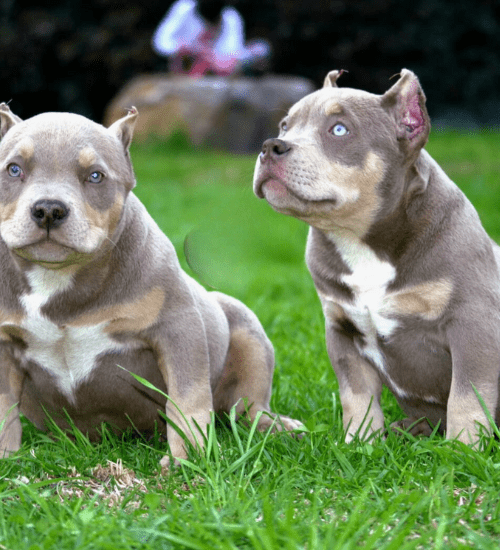 american bully medellin
