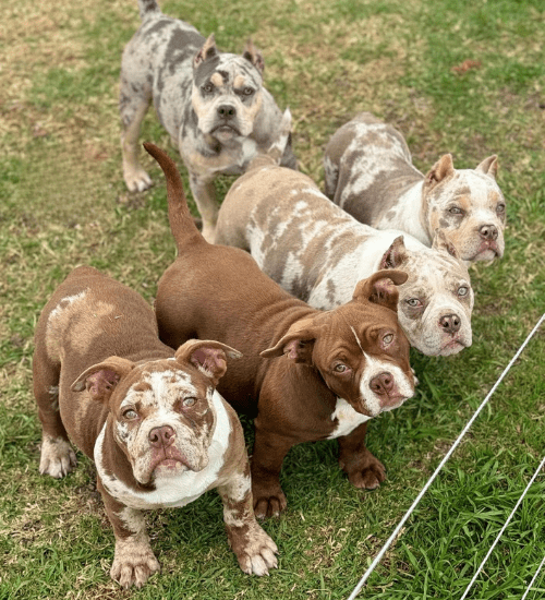 american bully medellin