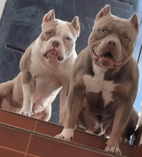 american bully medellin