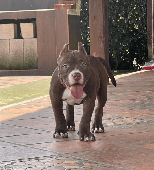 american bully medellin