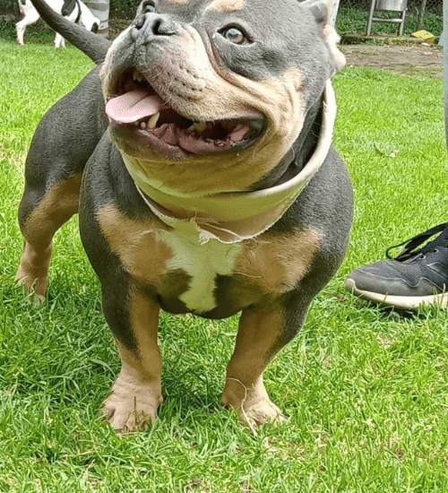 american bully medellin