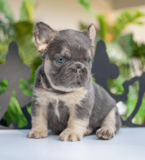 bulldog frances fluffy