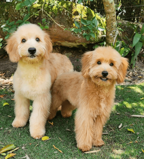 golden doodle medellin