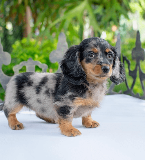 teckel salchicha pelo largo medellinv