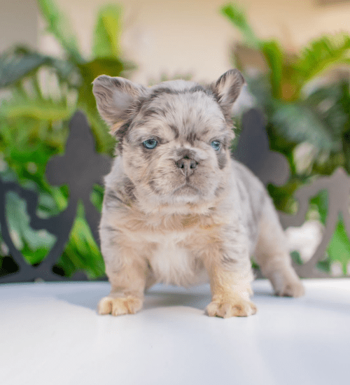 bulldog frances fluffy