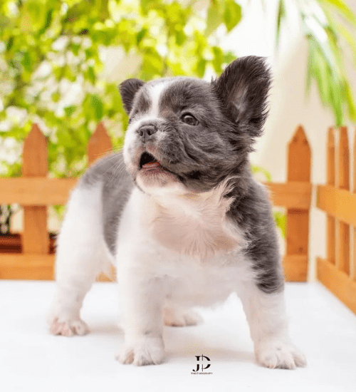 bulldog frances fluffy