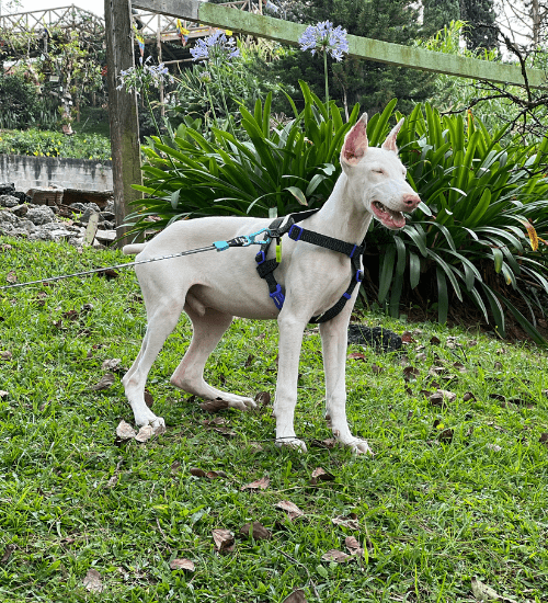 doberman albino medellin
