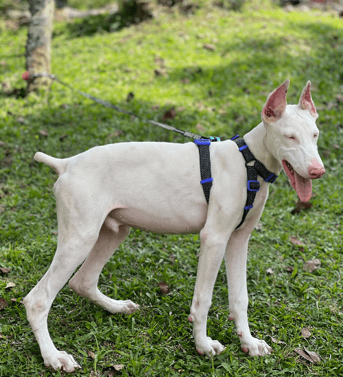 doberman albino medellin