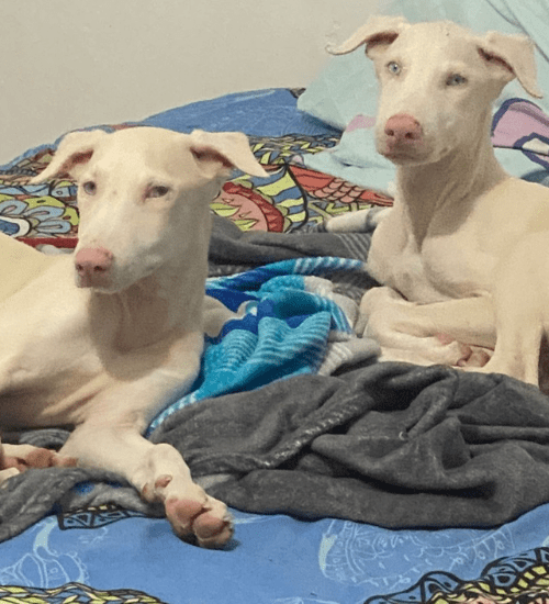 doberman albino medellin