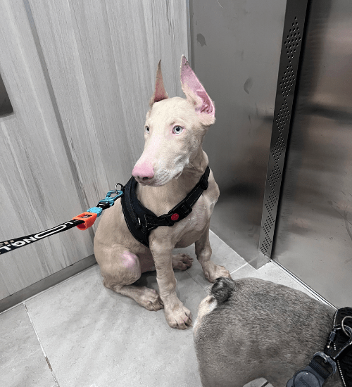 doberman albino medellin