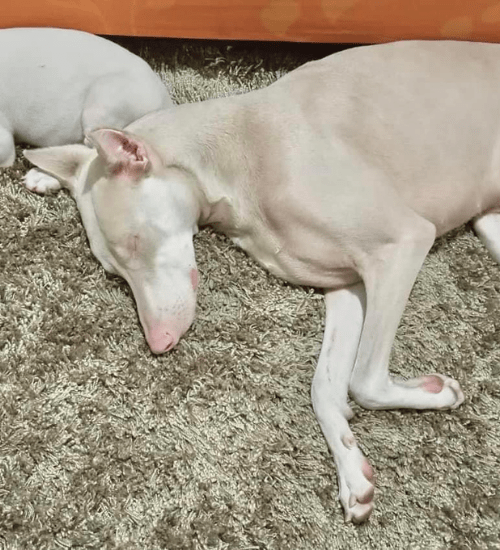 doberman albino medellin