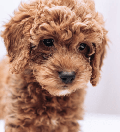 golden doodle medellin