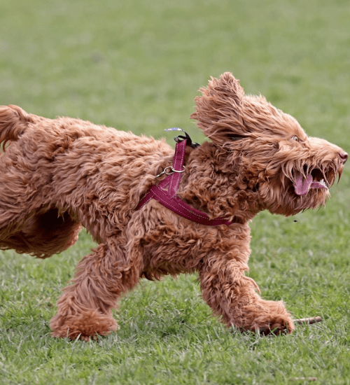 golden doodle medellin