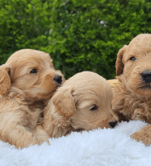 golden doodle medellin