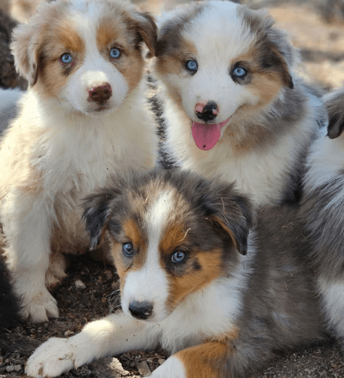 pastor ovejero australiano medellin