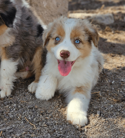 pastor ovejero australiano medellin