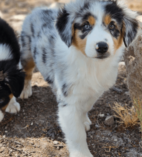 pastor ovejero australiano medellin