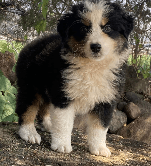 pastor ovejero australiano medellin