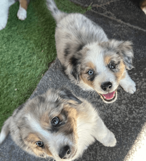 pastor ovejero australiano medellin