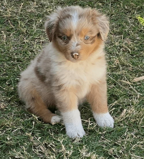 pastor ovejero australiano medellin