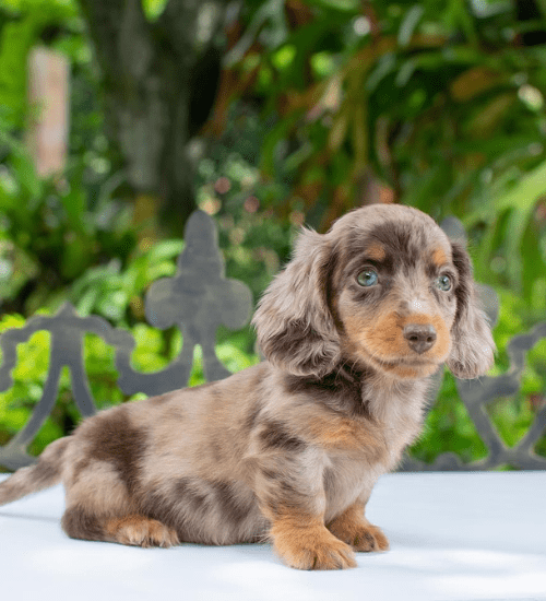 teckel salchicha pelo largo medellin